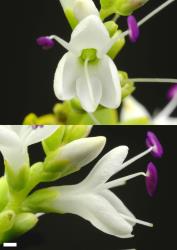 Veronica baylyi. Flowers. Scale = 1 mm.
 Image: P.J. Garnock-Jones © Te Papa CC-BY-NC 3.0 NZ